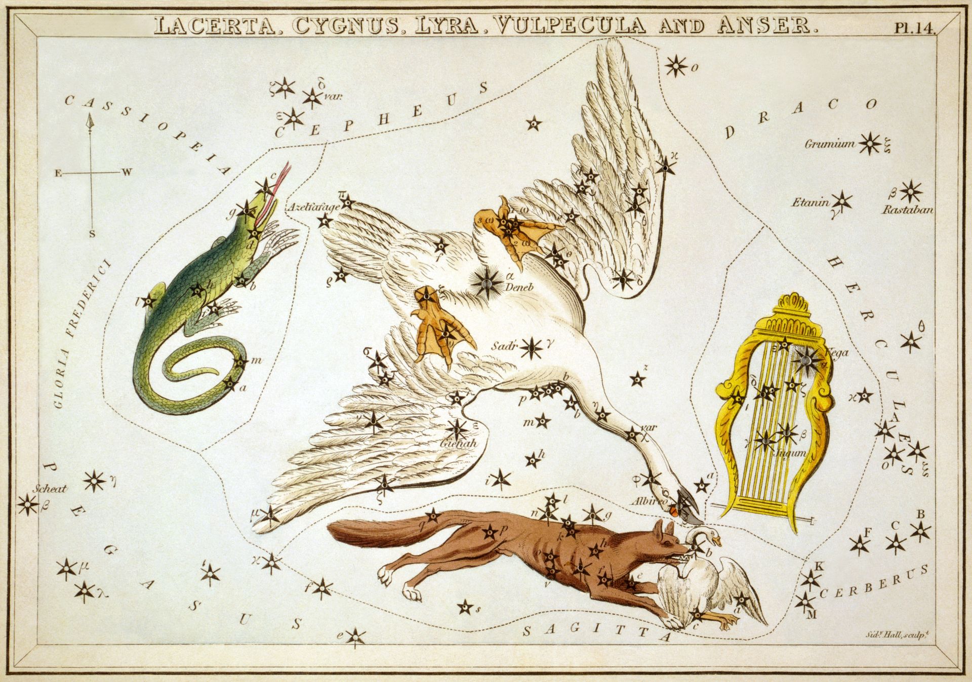 Cygnus the Swan - Celestial Navigation